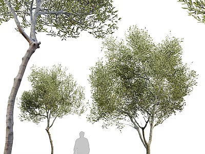 Various Olive Trees With Green Foliage And Different Trunk Sizes 3d model