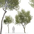 Various Olive Trees With Green Foliage And Different Trunk Sizes