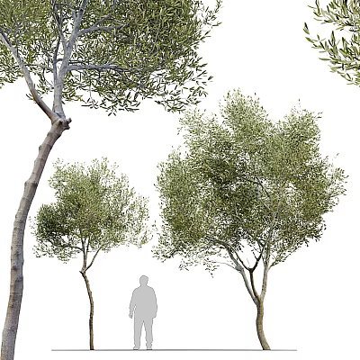 Various Olive Trees With Green Foliage And Different Trunk Sizes 3d model