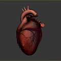 Human Heart Anatomical 3D Model With Detailed Red Vessels And Structure