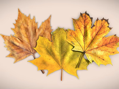 Vibrant Autumn Maple Leaves in Yellow Orange Brown Tones on Light Background 3d model