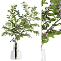 Decorative Vase With Natural Branches Green Leaves And Blue Berries For Home Decor