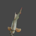 Silver Scaled Fish With Red Tail Fin And Orange Fins In Calm Water