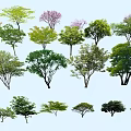 Diverse Arbor Species Featuring Various Foliage and Different Tree Shapes 3d model