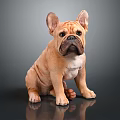 Cute Light Brown French Bulldog Puppy Sitting Calmly On Reflective Smooth Gray Surface