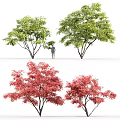 Vibrant Arbor Trees With Green And Red Leaves For Landscape Design