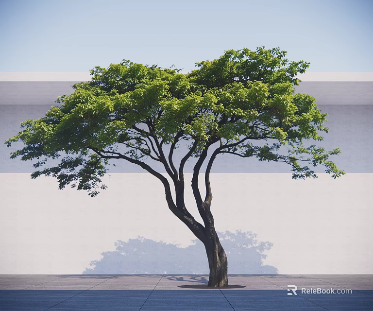 Lush Green Arbor With Thick Trunk Spreading Branches Shadow On Light Wall And Ground 3d model 