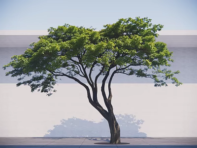Lush Green Arbor With Thick Trunk Spreading Branches Shadow On Light Wall And Ground 3d model