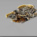 Layered Fan Shaped Mushroom Plant With Brown Yellow White Tones And Natural Growth Structure