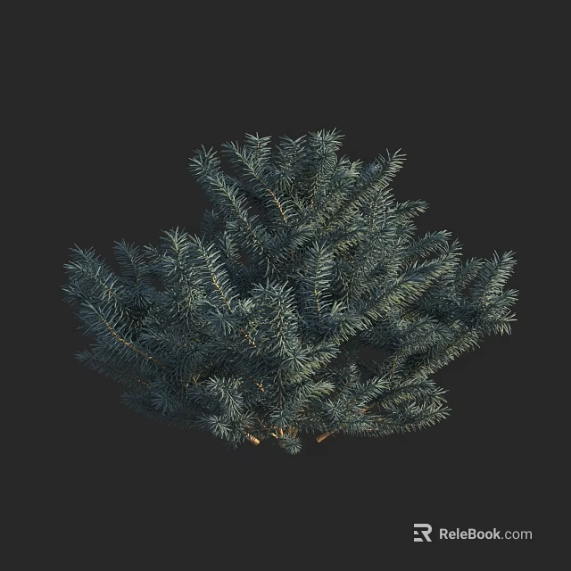 Evergreen Arbor With Lush Needle like Foliage And Dense Branch Structure 3d model