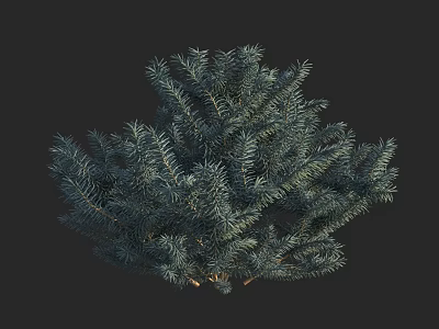 Evergreen Arbor With Lush Needle like Foliage And Dense Branch Structure 3d model