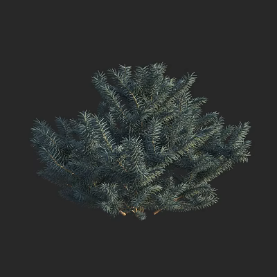 Evergreen Arbor With Lush Needle like Foliage And Dense Branch Structure 3d model