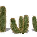 Various Shapes Of Green Spiky Cactus Plants For Home Decor And Garden