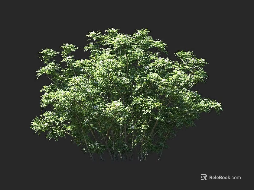 Lush Green Arbor With Dense Foliage And Multiple Trunks In Dark Background 3d model