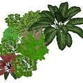 Diverse Plant Combination with Large Leaf Plants Purple Flowers and Mixed Foliage