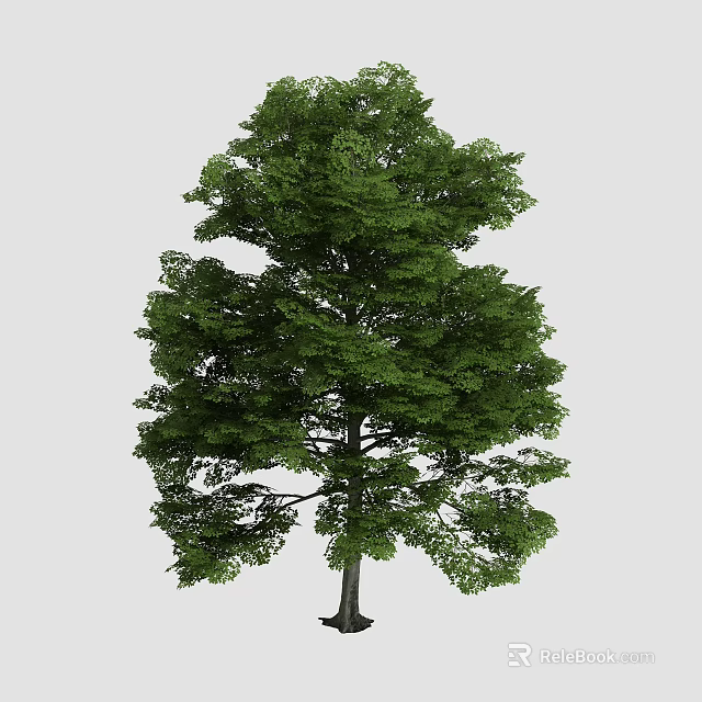 Vibrant Green Arbor With Straight Trunk And Lush Dense Foliage Canopy 3d model 
