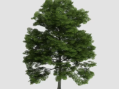 Vibrant Green Arbor With Straight Trunk And Lush Dense Foliage Canopy 3d model