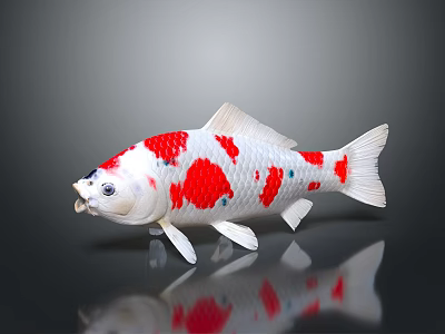 Red and White Spotted Koi Fish Isolated With Reflection On Dark Surface 3d model