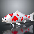 Red and White Spotted Koi Fish Isolated With Reflection On Dark Surface 3d model