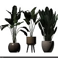 Large Leafy Indoor Decorative Potted Plants With Woven Textured And Hexagonal Pots