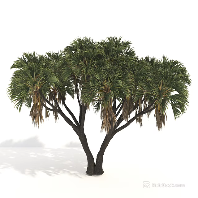 Tall Tree With Multiple Black Trunks And Lush Palm Leaves On White Background 3d model 