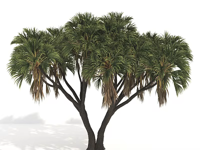 Tall Tree With Multiple Black Trunks And Lush Palm Leaves On White Background 3d model