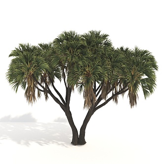 Plants Trees Big Trees Arbor 3d model