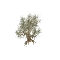 Olive Tree With Silvery Green Foliage And Gnarled Trunk In Natural Landscape