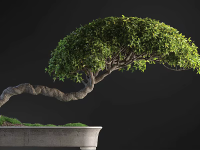 Bonsai Tree With Curved Trunk And Lush Green Foliage In Concrete Pot 3d model