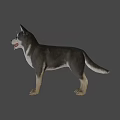 3D Animated Dog Character For Game Movie With Black White Fur Standing Pose