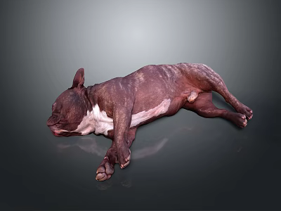 Brown And White Dog Lying On Its Side Against Dark Background 3d model