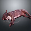 Brown And White Dog Lying On Its Side Against Dark Background