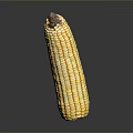 Fresh Yellow Corn Cob with Vibrant Kernels on Dark Reflective Surface