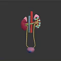 Detailed 3D Anatomical Model of Human Organs Kidneys Ureters and Bladder Structure