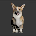 Corgi Dog With Light Brown And White Smooth Coat Standing On Dark Reflective Surface