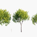 Plants Trees Arbor 3d model