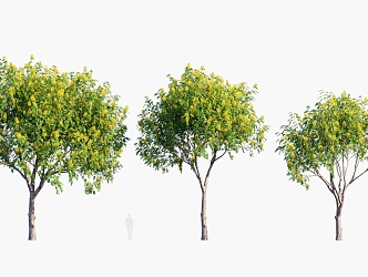 Plants Trees Arbor 3d model