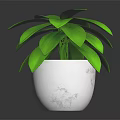 Lush Green Plant with Healthy Green Leaves in White Ceramic Pot for Indoor Home Decoration
