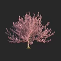 Lush Flowering Arbor With Vibrant Pink Blossoms And Graceful Branch Structure