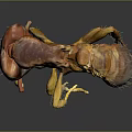 Detailed Close Up Of Brown Ant Showing Legs Antennae On Dark Reflective Background