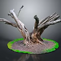Natural Twisted Tree Roots Structure With Green Moss And Soil Base