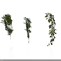 Three Fresh Green Hanging Plants on White Background With Clear Reflections