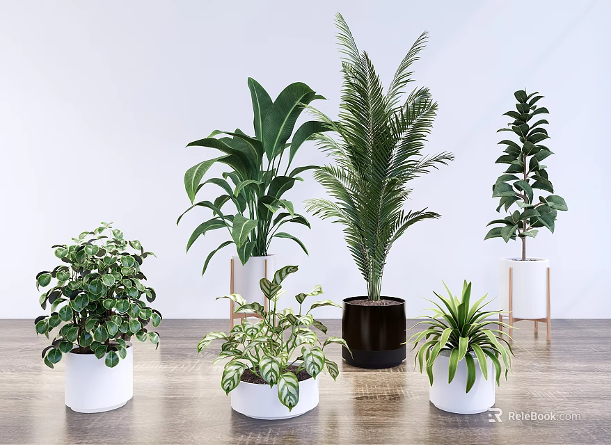 Multiple Bonsai and Potted Plants with Various Containers on Wooden Floor White Background 3d model 
