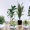 Multiple Bonsai and Potted Plants with Various Containers on Wooden Floor White Background