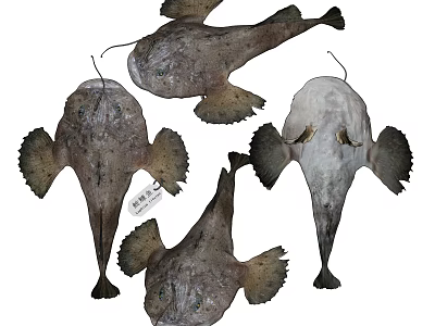 Anglerfish Aquatic Animals With Gray And White Body Colors And Distinct Fins 3d model