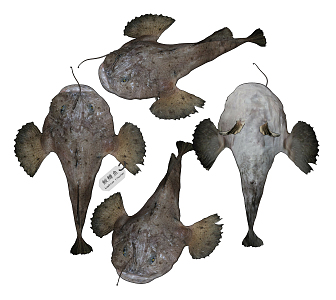 Modern Ankang Fish 3d model