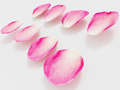Soft Pink Flower Petals Scattered On White Background With Delicate Natural Texture 3d model
