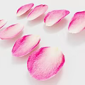 Soft Pink Flower Petals Scattered On White Background With Delicate Natural Texture