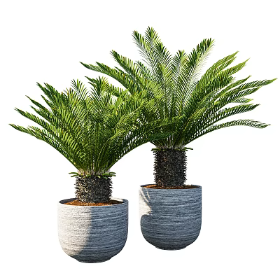 Two Lush Green Bonsai Potted Plants In Gray Textured Ceramic Pots 3d model
