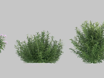 Different Types Of Green Shrubs Featuring Purple Flowers And Dense Foliage 3d model